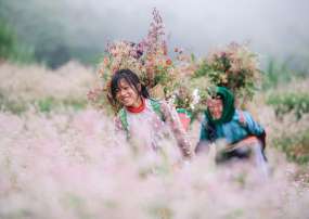 Tour Du Lịch Hà Giang Mùa Hoa Tam Giác Mạch