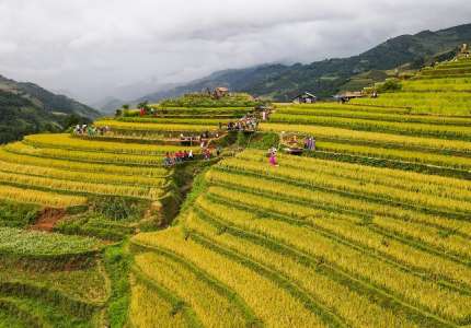 Mùa Vàng Mù Cang Chải
