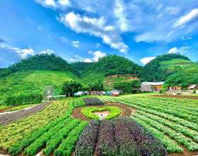 Kinh Nghiệm Đi Du Lịch Mộc Châu