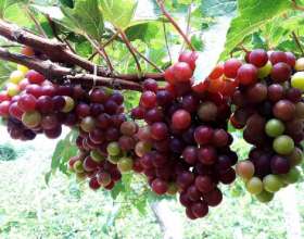 Những đặc sản nổi tiếng Ninh Thuận