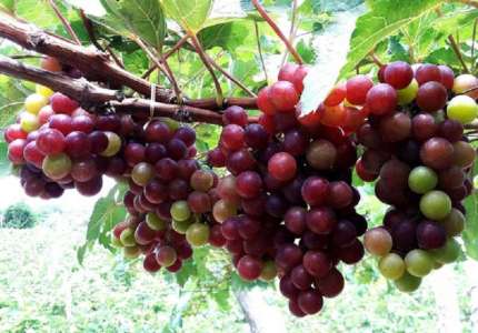 Những đặc sản nổi tiếng Ninh Thuận